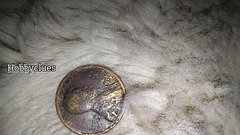 Worn 1943 Bronze Wheat penny.